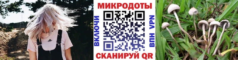 Купить закладки  Самара  Галлюциногенные грибы Psilocybe 